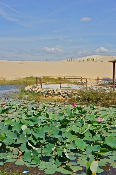 Small lagoon covered with lotus flowers