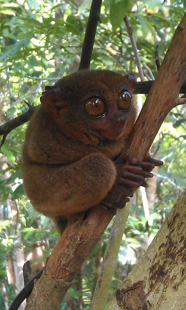 Another Philippine tarsier