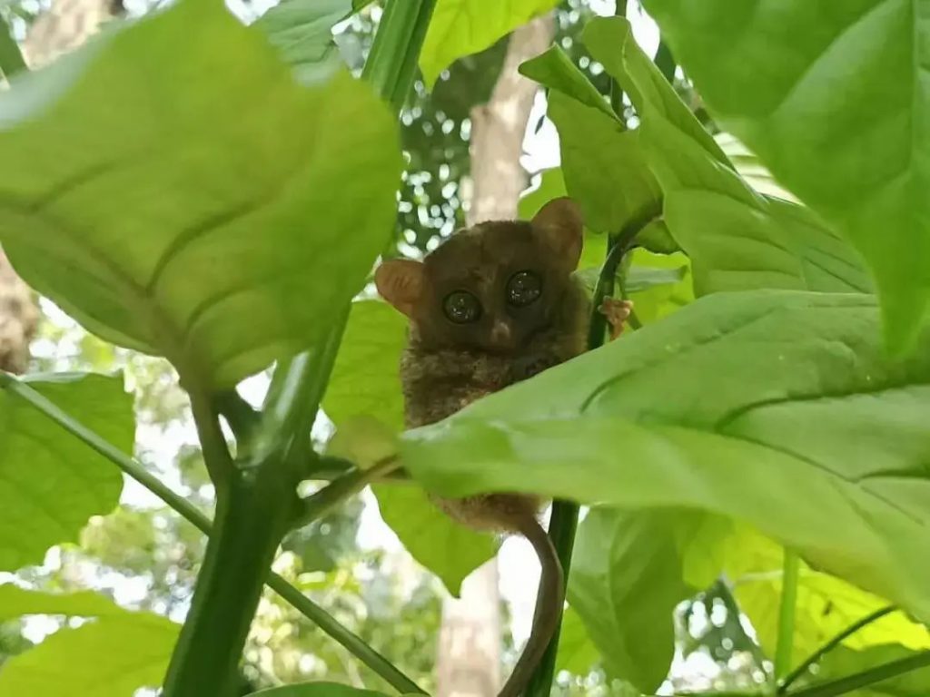 The third Philippine tarsier