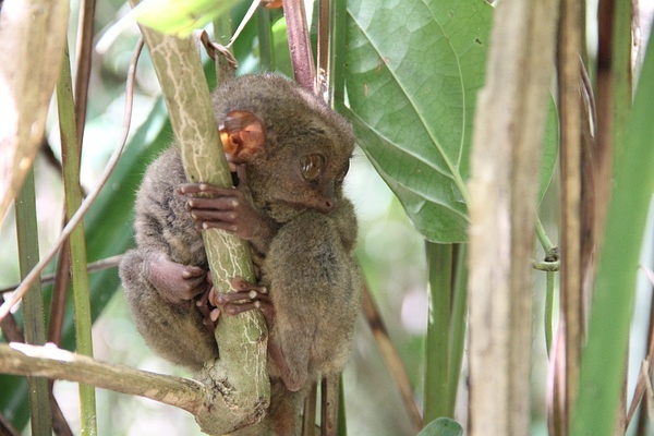 A Philippine tarsier